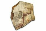 Fossil Hadrosaur (Edmontosaurus) Scapula Section - Wyoming #378029-5